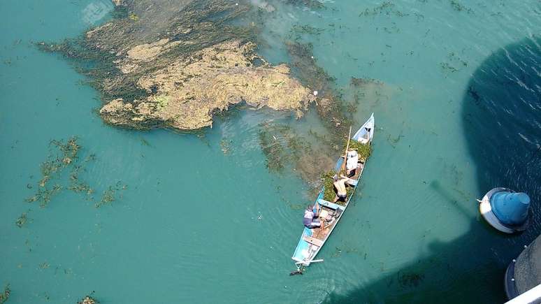 A proliferação de plantas aquáticas tem prejudicado o rio São Francisco, no Nordeste