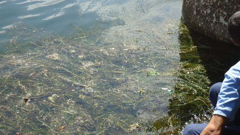 Pesca e navegação foram afetados com a quantidade de plantas no rio São Francisco