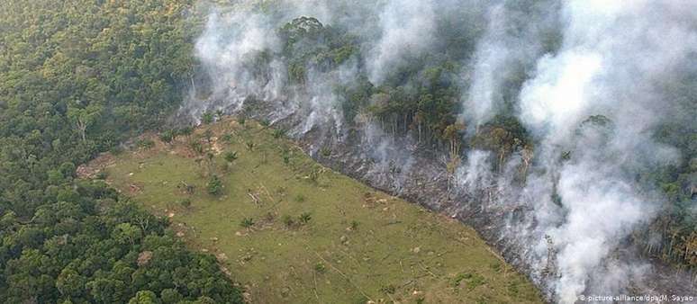 Floresta perdeu 9.165,6 quilômetros quadrados em 2019