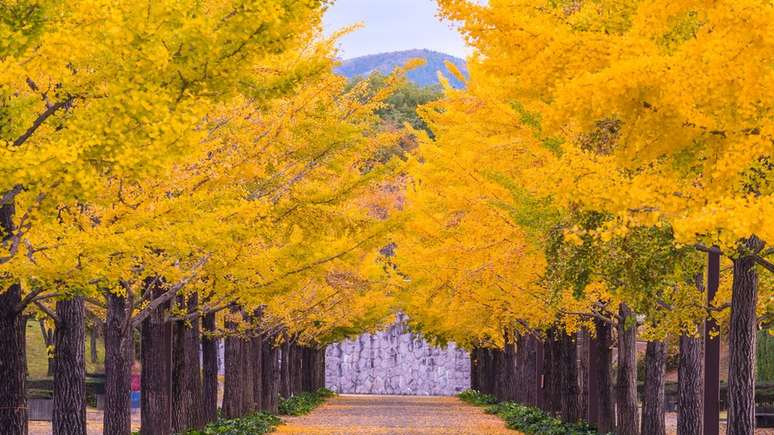 O Ginkgo biloba pode viver ao longo de vários séculos