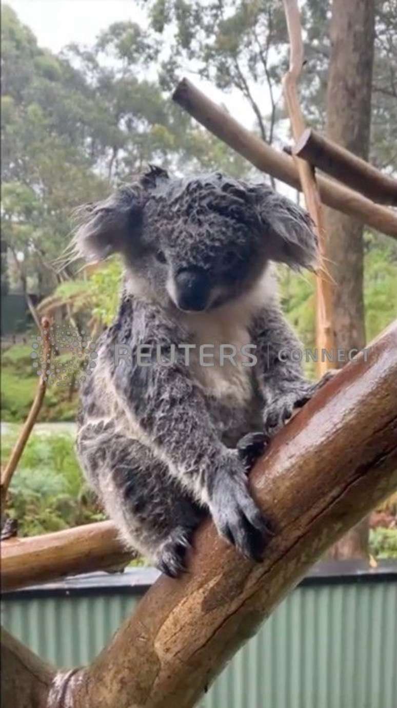 Coala encharcado pela chuva, no Australian Reptile Park em Somersby, Nova Gales do Sul
17/01/2020
PARQUE DE REPÚBLICA AUSTRALIANO/via REUTERS