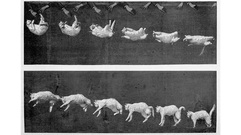 O fisiologista francês Etienne-Jules Marey derrubou a teoria do movimento angular na queda do gato