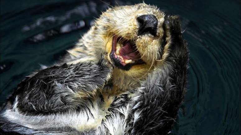 A lontra-marinha era a espécie-chave na ilha de Amchitka, na costa do Alasca