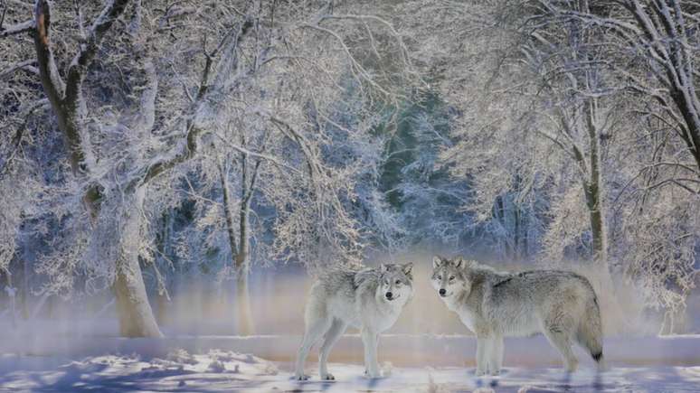 Lobos, tão temidos no passado, agora são bem-vindos em Yellowstone