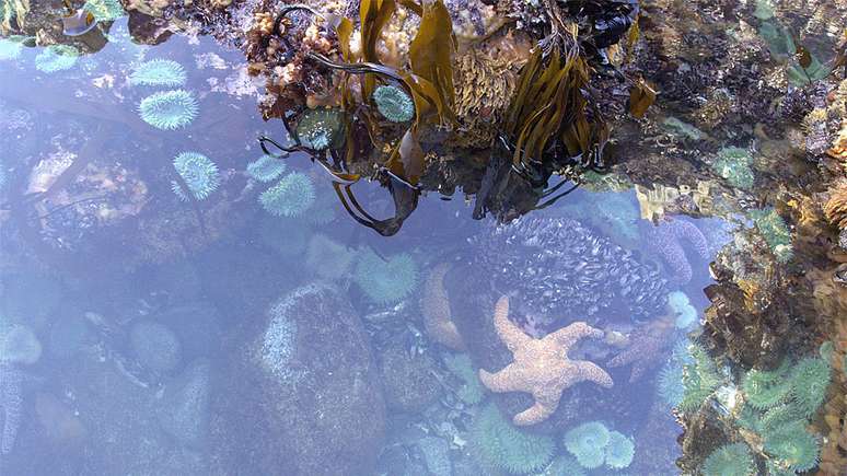 As poças de maré estavam cheias de vida... e de estrelas do mar