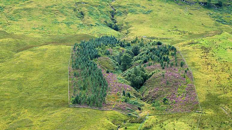 Pradarias na Escócia com cercado em que crescem árvores e flores