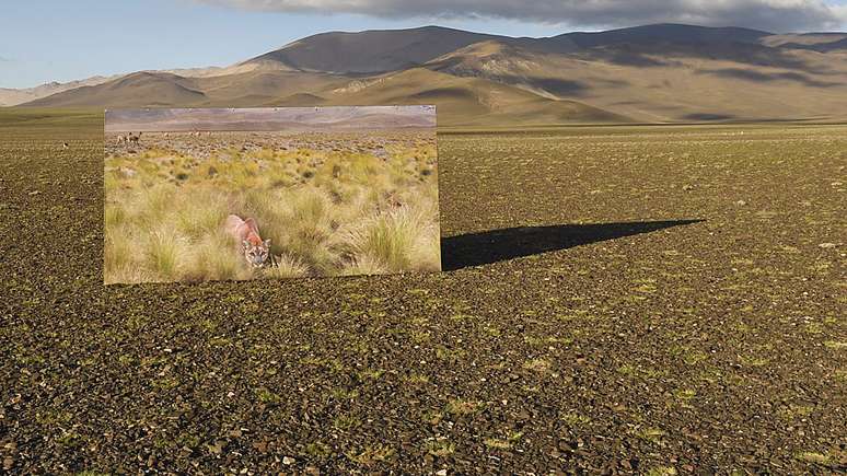 Os pumas mudaram o cenário dos altiplanos na Argentina