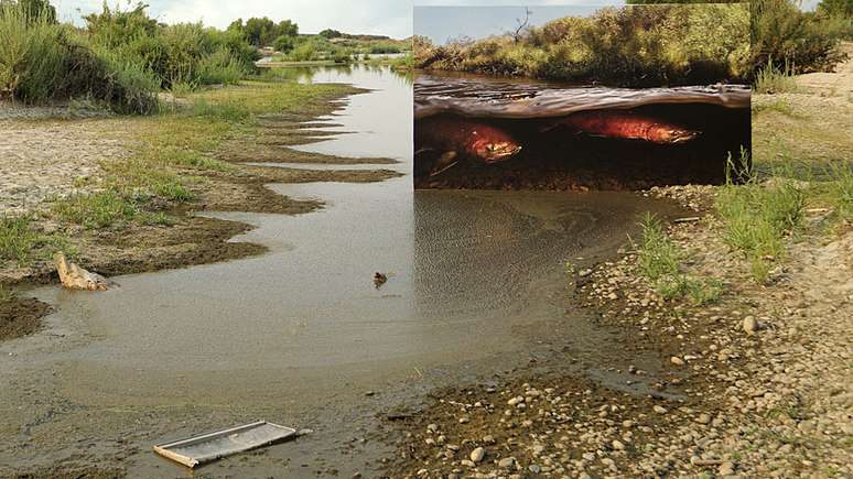 Veja a diferença que fez reintroduzir o salmão neste rio