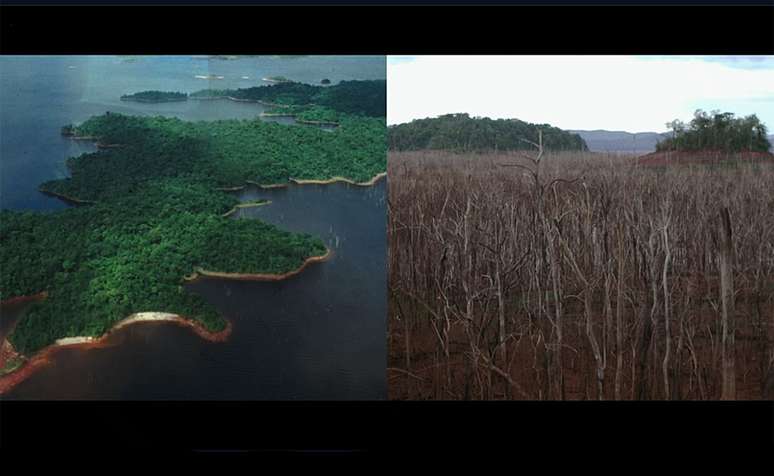 O que antes era uma bela floresta, alguns anos depois era pura devastação...