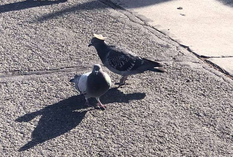 Uma pomba com um sombrero na cabeça foi avistada nos Estados Unidos