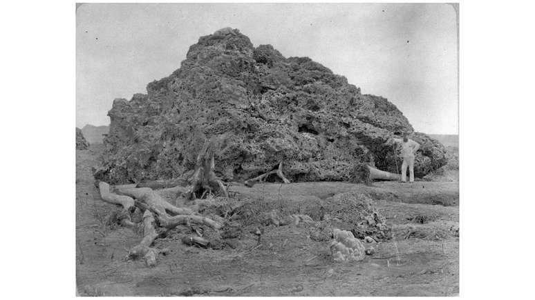 À direita, homem posa ao lado de coral arremessado pela erupção do Krakatoa sobre região de Anjer, na ilha de Java, em foto de cerca de 1885