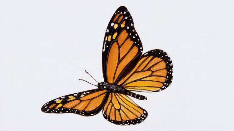 A população de borboletas-monarca caiu 86% em 2018 na Califórnia, de acordo com um estudo