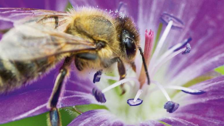 Em muitos países, a população de abelhas selvagens está em declínio