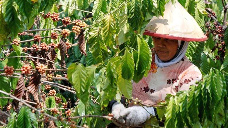 Os cientistas dizem que sabemos muito pouco sobre os insetos que são benéficos para nós, como os que polinizam o café