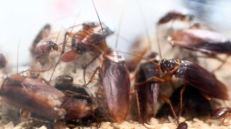 Declínio no número de predadores naturais pode causar aumento na população de insetos como as baratas