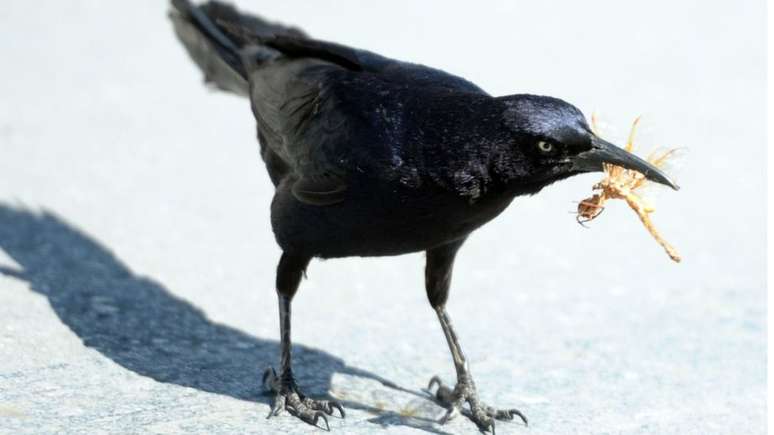 Muitos pássaros e outros animais dependem de insetos para sua alimentação