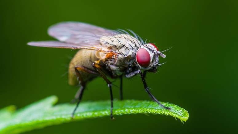 As moscas se tornam mais agressivas quando seus níveis de serotonina variam, mostrou a pesquisa