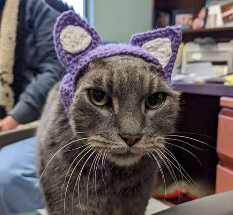 A gata Lady in a Fur Coat ganhou orelhas de crochê após ter de tirar as naturais devido a infecções e hematomas.