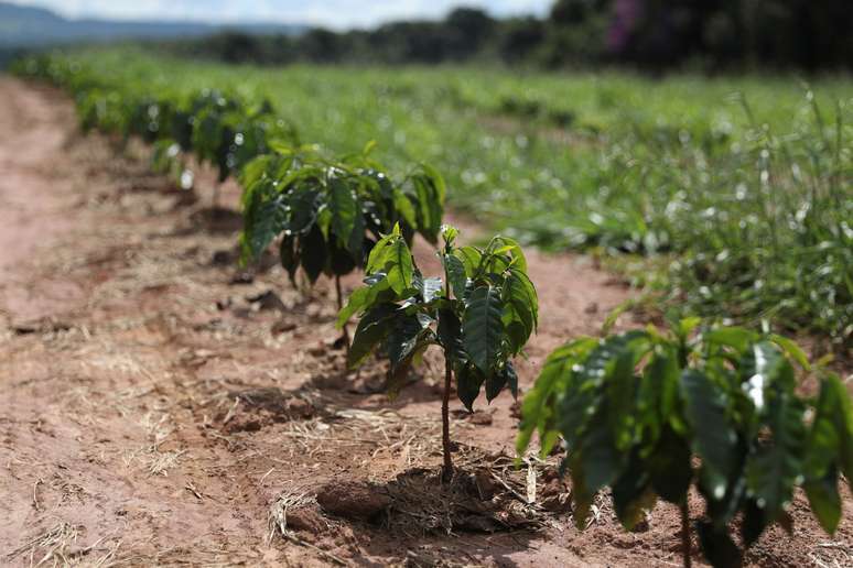 Planta&ccedil;&atilde;o de caf&eacute; em S&atilde;o Sebasti&atilde;o do Para&iacute;so, em Minas Gerais
22/04/2019
REUTERS/Amanda Perobelli