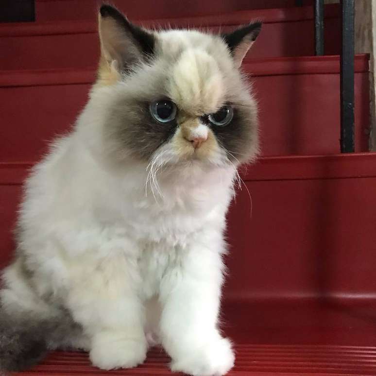 A gata tem sido comparada com o Grumpy Cat, outro gato que se tornou um famoso meme na internet por também parecer sempre bravo
