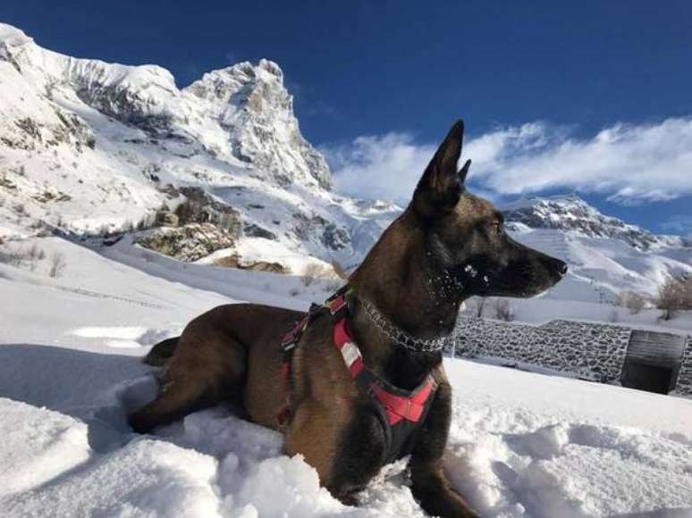 Cachorro sobrevive 16 dias sem comida nos Alpes italianos