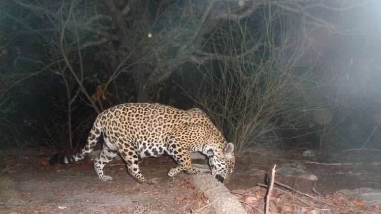 Mais rara na Caatinga, onça-pintada normalmente sai para caçar à noite - imagens do animal são obtidas por meio de 'armadilhas fotográficas'