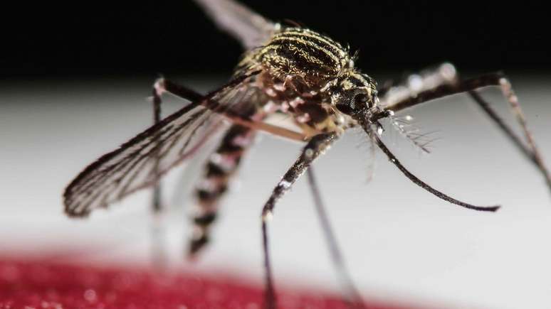 Mosquito Aedes aegypti transmite dengue