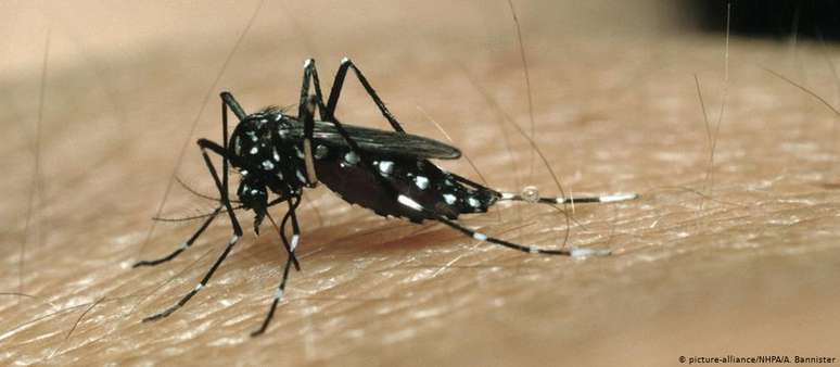 Aedes aegypti é o mosquito transmissor da dengue