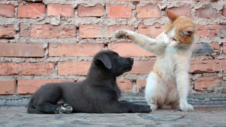 Cães e gatos não disseminam o vírus