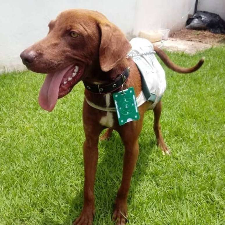 Após ser adotado, Stopa ganhou uniforme e crachá
