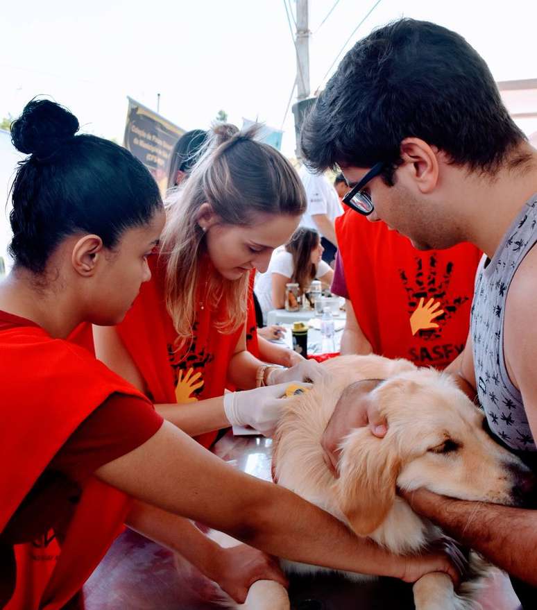 Cachorro recebe atendimento em evento da USP sobre saúde animal em 2018.