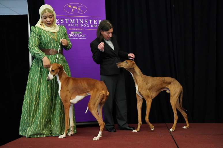 Cachorros s&atilde;o apresentados antes de competi&ccedil;&atilde;o Westminster Kennel Club em Nova York
04/02/2020 REUTERS/Bryan R Smith