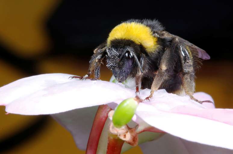 Abelh&atilde;o em flor em Vi&ntilde;a Del Mar, no Chile
13/10/2019 REUTERS/Rodrigo Garrido 