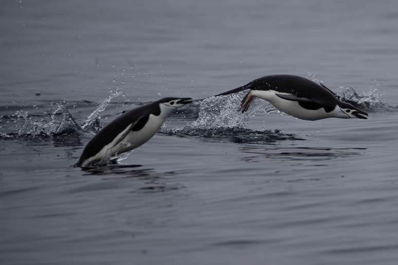 Pinguins nadam perto de ilha Two Hummock, na Ant&aacute;rtida 2/2/2020 REUTERS/Ueslei Marcelino