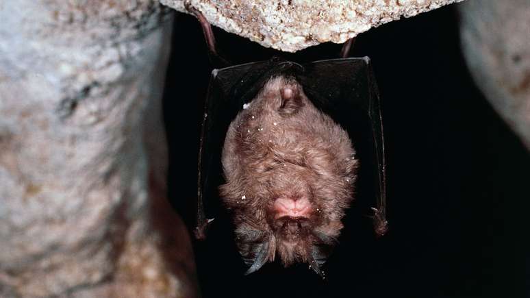 O morcego-de-ferradura-grande chinês (Rhinolophus ferrumequinum) é considerado o principal suspeito de ser a origem do surto de coronavírus