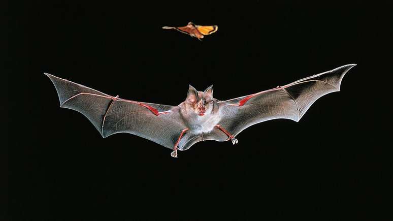 O sistema imunológico dos morcegos teria sido adaptado para permitir que eles voassem, acreditam os especialistas