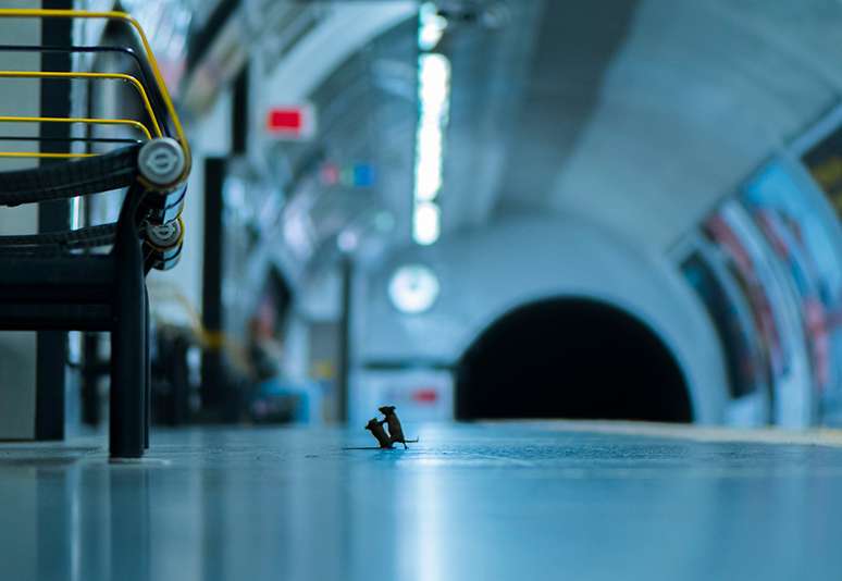 Sam Rowley passou cinco noites na plataforma do metrô fotografando camundongos