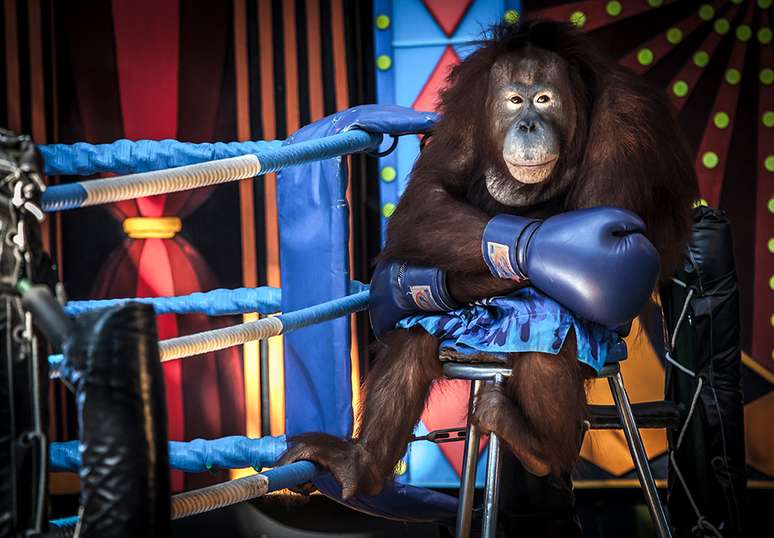Este orangotango, clicado por Aaron Gekoski, estava sendo explorado para uma performance
