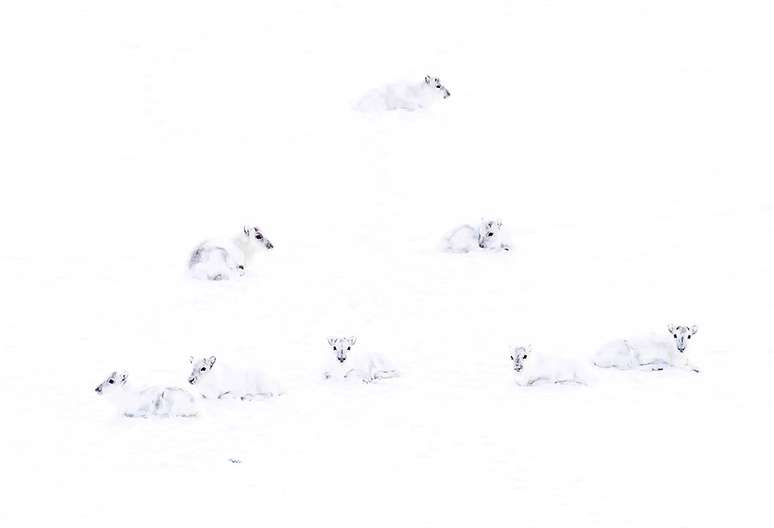 Este grupo de renas brancas do Ártico foi retratado por Francis De Andres
