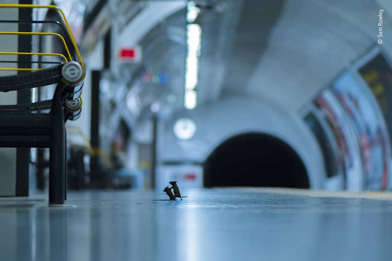 A foto de Sam Rowley mostra dois ratos brigando por comida no metrô de Londres