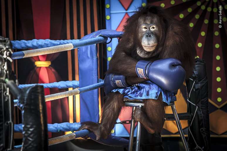 A foto de Aaron Gekoski mostra um orangotango que é obrigado a realizar performances em um safari na Tailândia