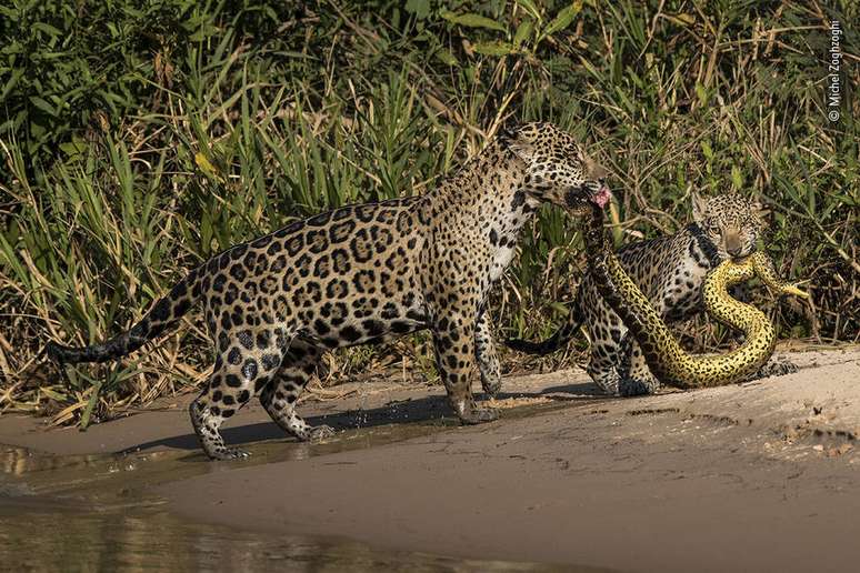 Michel Zoghzoghi fotografou uma onça pintada com o seu filhote atacando uma anaconda
