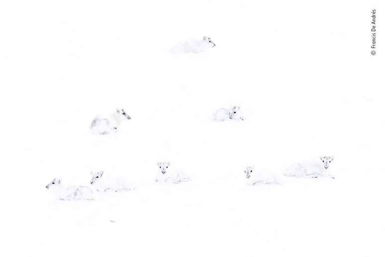 Francis De Andres fotografou renas brancas na Noruega durante uma nevasca