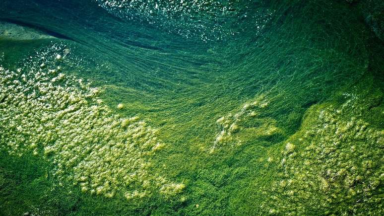 Cientistas estão tentando desenvolver variedades de algas sem clorofila, com sabores neutros e cores sutis
