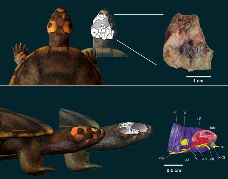 Pesquisadores utilizaram tecnologias como tomografia computadorizada e impressão em 3D para reconstruir as estruturas da anatomia da tartaruga