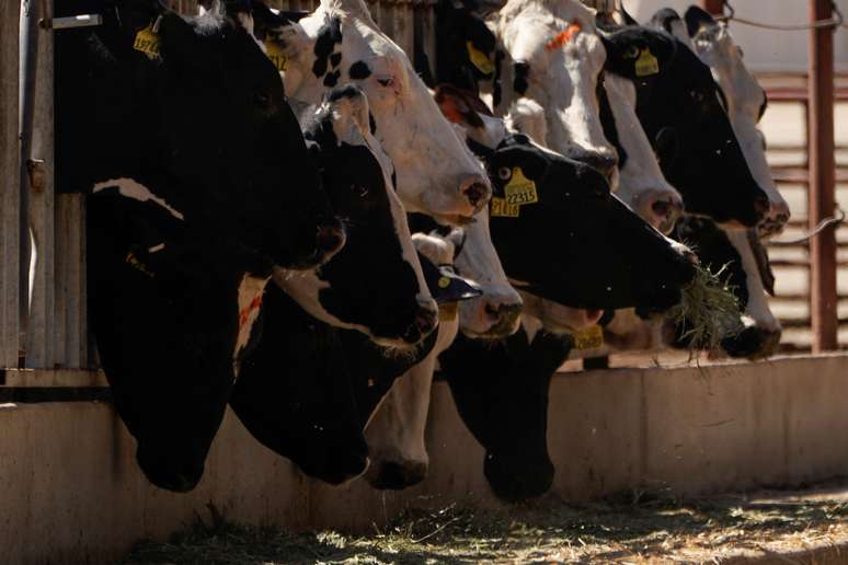 Vacas da raça holandesa são alimentadas em uma fazenda da Califórnia, Estados Unidos
02/10/2019
REUTERS/Mike Blake