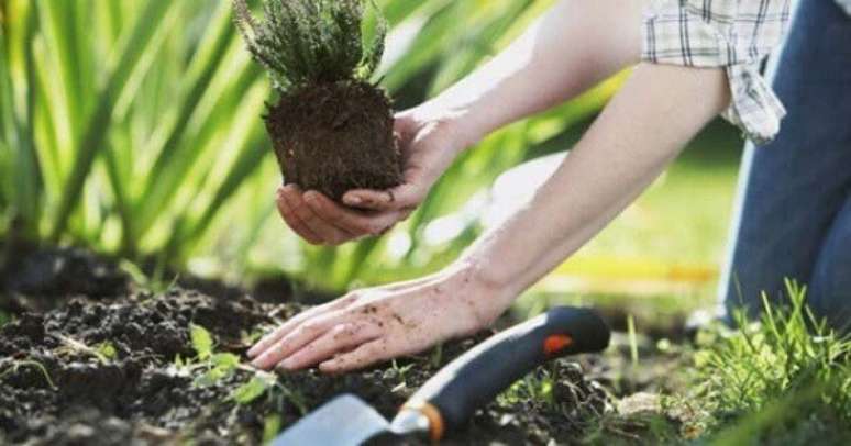 22- O trabalho de jardinagem e paisagismo é delicado para não ofender as raízes das plantas. Fonte: Jornal Ibiá