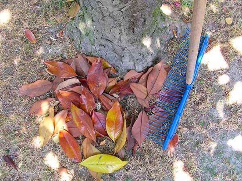 7- Na jardinagem os ancinhos ou rastelos são muito utilizados para fazer a limpeza da área. Fonte: GreenMe