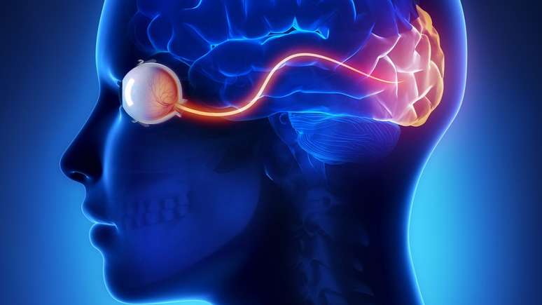 O córtex visual processa os estímulos que entram pelos olhos