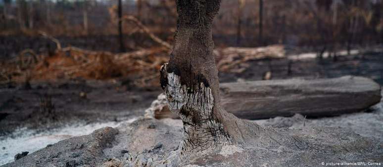 Área desmatada em Novo Progresso em agosto, no auge das queimadas na Amazônia de 2019